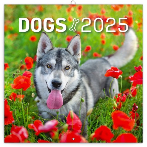 Lemeznaptár Dogs 2027, 30 × 30 cm