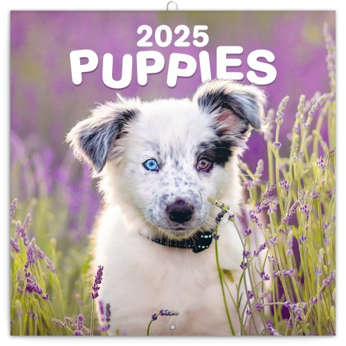 Lemeznaptár Puppies 2027, 30 × 30 cm
